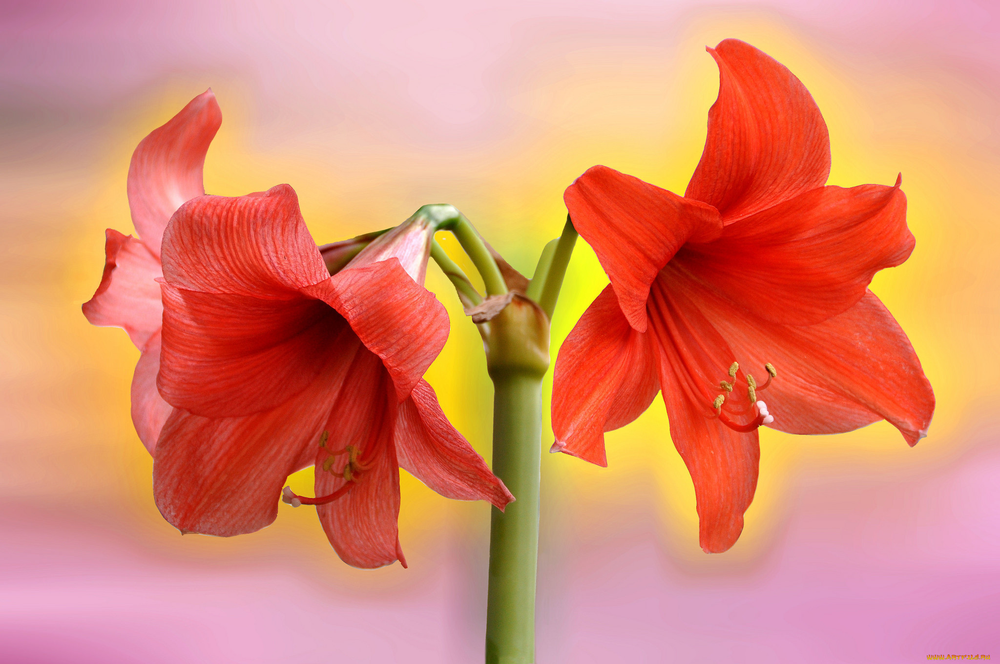 Цветок похожий на лилию на толстом. Гиппеаструм амариллис оранжевый. Амариллис цветок красный. Лилия гиппеаструм. Амариллис Валотта.